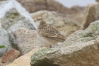 Skylark by Mick Dryden Skylark by Mick Dryden