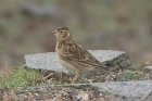 Skylark by Mick Dryden