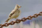 Skylark by Mick Dryden Skylark by Mick Dryden
