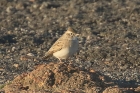 Short toed Lark by Mick Dryden