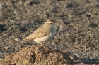 Short toed Lark by Mick Dryden