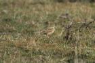 Tawny Pipit by Mick Dryden
