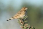 Tree Pipit by Mick Dryden