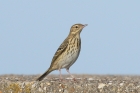 Tree Pipit by Mick Dryden