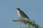 Tree Pipit by Mick Dryden