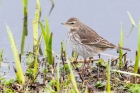 Water Pipit by Romano da Costa