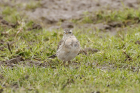 Water Pipit by Mick Dryden