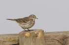 Water Pipit by Mick Dryden