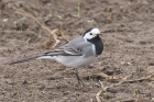 White Wagtail by Mick Dryden