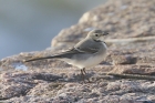 White Wagtail by Mick Dryden