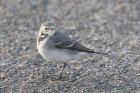 White Wagtail by Mick Dryden White Wagtail by Mick Dryden