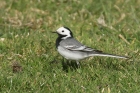 White Wagtail by Mick Dryden