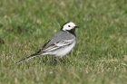 White Wagtail by Mick Dryden White Wagtail by Mick Dryden