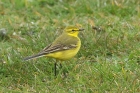 Yellow Wagtail by Mick Drydn