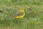 Yellow Wagtail by Mick Drydn Yellow Wagtail by Mick Drydn