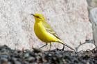 Yellow Wagtail b Romano da Costa Yellow Wagtail b Romano da Costa
