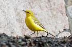 Yellow Wagtail b Romano da Costa