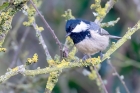 Coal Tit by Romano da Costa