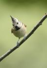 Crested Tit by Regis Perdriat