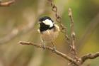 Coal Tit by Andrew Koester