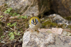 Firecrest by Mick Dryden