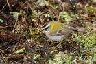 Firecrest by Mick Dryden