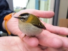 Firecrest by Iveline Hawkin Firecrest by Iveline Hawkin