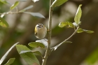 Firecrest by Mick Dryden