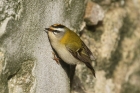 Firecrest by Mick Dryden