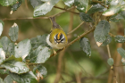 Firecrest by Mick Dryden