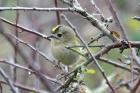 Goldcrest by Mick Dryden Goldcrest by Mick Dryden