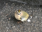 Goldcrest by Chris Bentley Goldcrest by Chris Bentley
