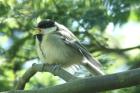 Great Tit by Mick Dryden