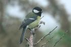 Great Tit by Mick Dryden