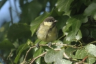 Great Tit by Mick Dryden