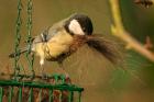 Great Tit by Andrew Koester