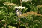 Great Tit by Mick Dryden