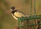 Great Tit by Andrew Koester Great Tit by Andrew Koester