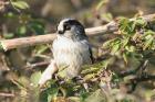 Long-tailed Tit by Mick Dryden
