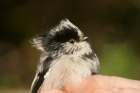 Long tailed Tit by Mick Dryden