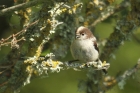 Long-tailed Tit by Mick Dryden