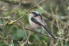 Long tailed Tit by Mick Dryden