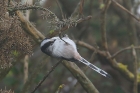 Long-tailed Tit by Mick Dryden