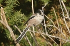 Long-tailed Tit by Mick Dryden