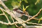 Long-tailed Tit by Mick Dryden Long-tailed Tit by Mick Dryden