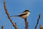 Long-tailed Tit by Tony Paintin