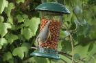 Nuthatch by Mick Dryden