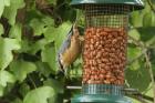 Nuthatch by Mick Dryden Nuthatch by Mick Dryden