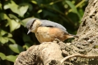 Nuthatch by Alan Modral