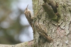 Short toed Treecreeper by Mick Dryden